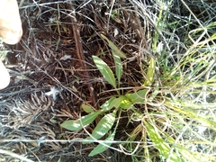 Oenothera albicaulis
