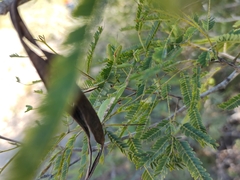 Stagmomantis resacae