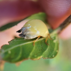 Harmonia axyridis