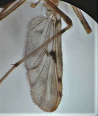Alotanypus venustus