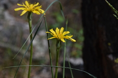 Nothocalais troximoides