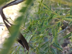 Stagmomantis resacae