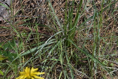 Nothocalais troximoides