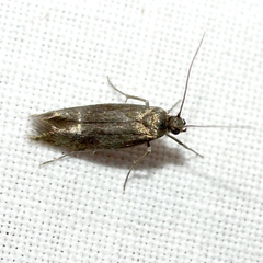 Scythrididae
