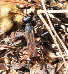 Sphecinae