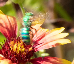 Agapostemon splendens