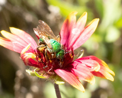 Agapostemon splendens