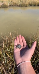 Malaclemys terrapin terrapin