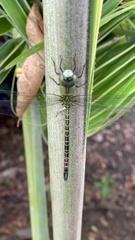 Odonata