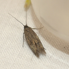 Scythrididae