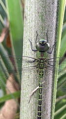 Odonata