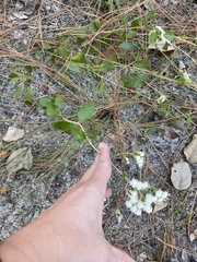Ageratina jucunda
