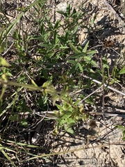 Clematis drummondii
