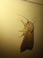 Mythimna
