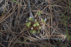 Claytonia rubra rubra