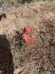 Polemoniaceae