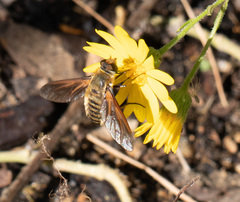 Poecilanthrax lucifer
