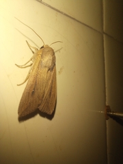 Mythimna