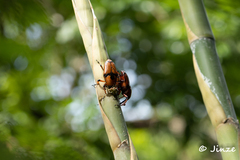 Cyrtotrachelus thompsoni