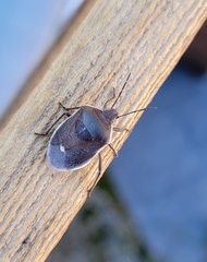 Chlorochroa