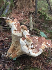 Bondarzewia occidentalis