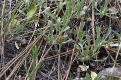Antennaria dimorpha