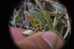 Antennaria dimorpha