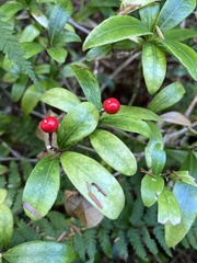 Skimmia