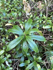 Skimmia
