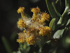 Ericameria parishii