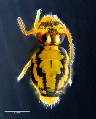 Sminthurinus elegans