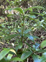 Skimmia