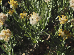 Ericameria parishii