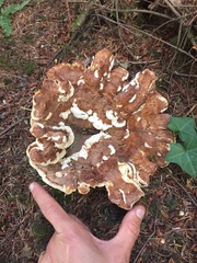 Bondarzewia occidentalis