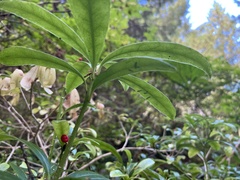Skimmia