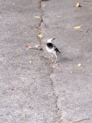 Gracupica nigricollis