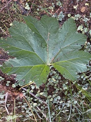 Gunnera manicata
