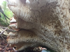 Bondarzewia occidentalis