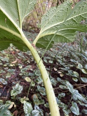 Gunnera manicata