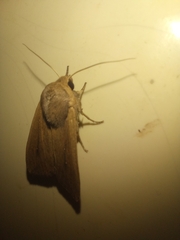 Mythimna