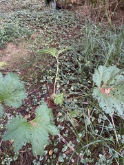 Gunnera manicata