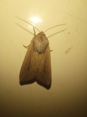 Mythimna
