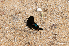 Papilio paris