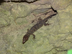 Lepidophyma