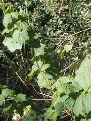 Malvaviscus arboreus