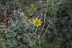 Nothocalais troximoides