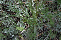 Nothocalais troximoides