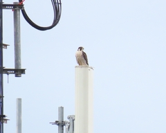 Falco peregrinus