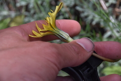 Nothocalais troximoides