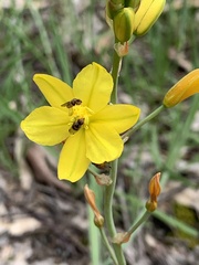 Bulbine bulbosa
